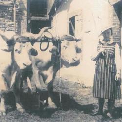 Attelage de boeufs au "Téoule"