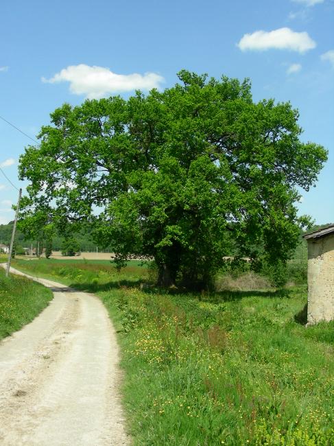 Un centenaire au bord du chemin