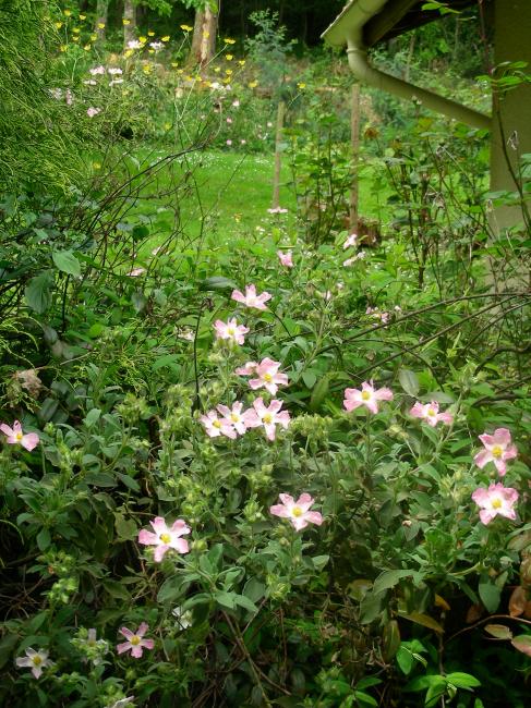 Fleurs de Mai