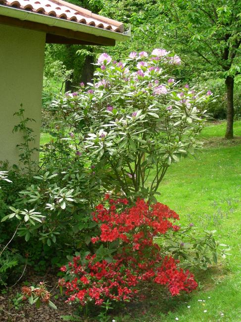 un azalée et un rhodo