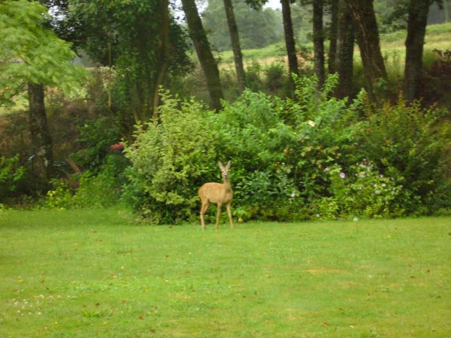 Un visiteur inattendu....!